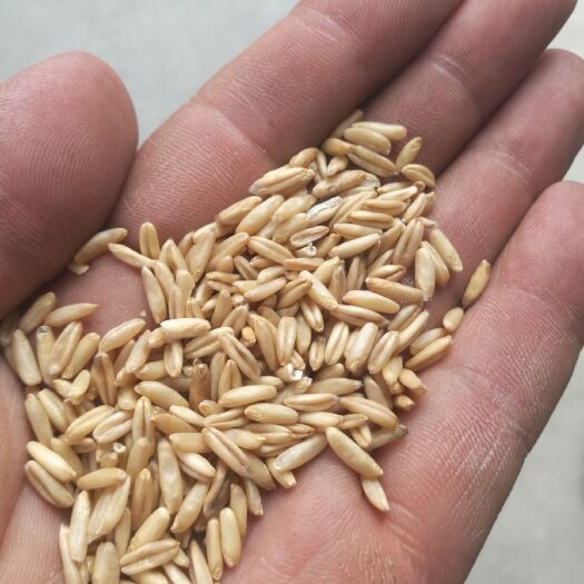 燕麦米