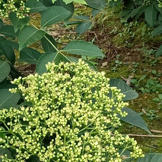 河池中药材山茱萸 中药材——茶辣