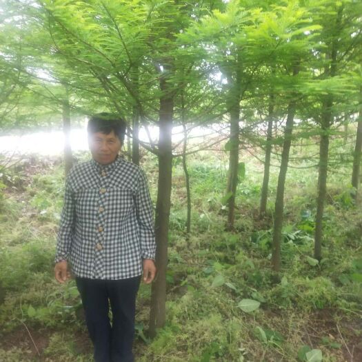 盐城 401中山杉价格表一览   盐城中山杉价格趋势！