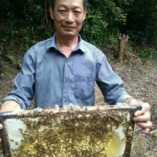 于都县土蜂蜜 98% 2年以上 塑料瓶装