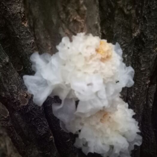 广元通江银耳 没得啥说的质量放心