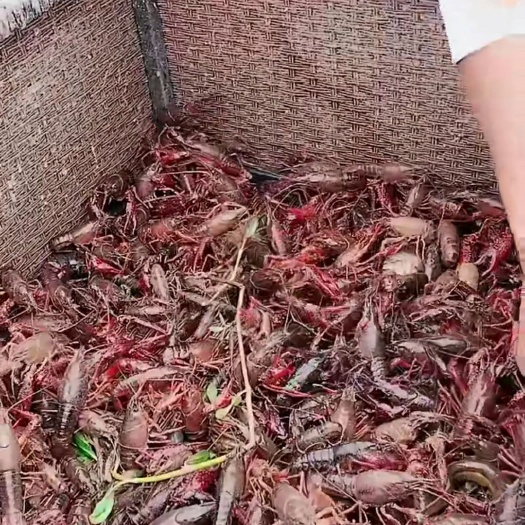 上海 小龙虾