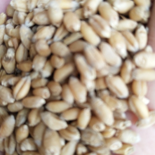 太和县 面粉小麦