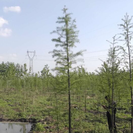 盐城401中山杉 移植成活率高的中山杉价格   胸径8公分中山杉价格