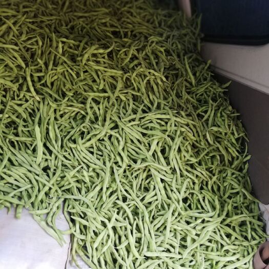 华宁县无筋四季豆 10cm以上