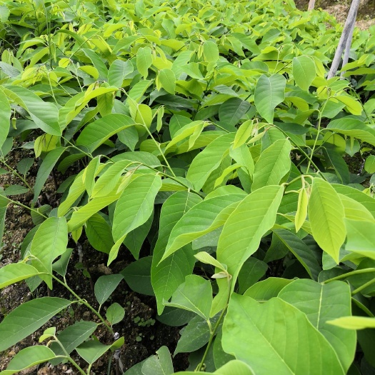 普宁市释迦果苗 凤梨释迦果苗/番荔枝苗/林檎苗