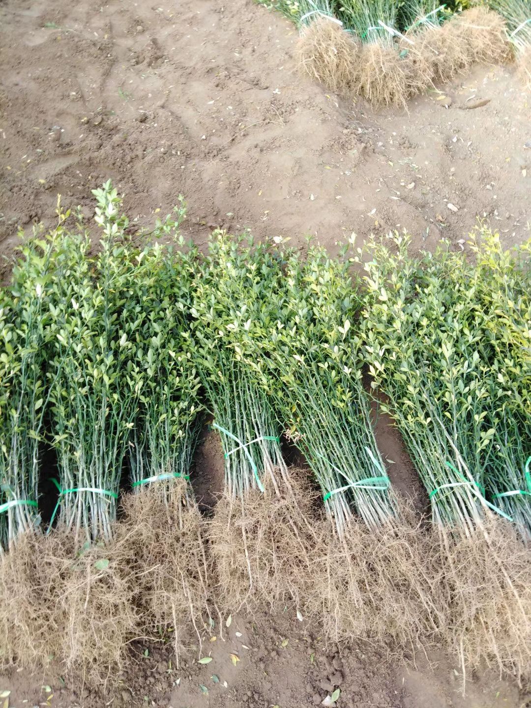 枳壳苗   30厘米    40厘米   50厘米  枸橘苗