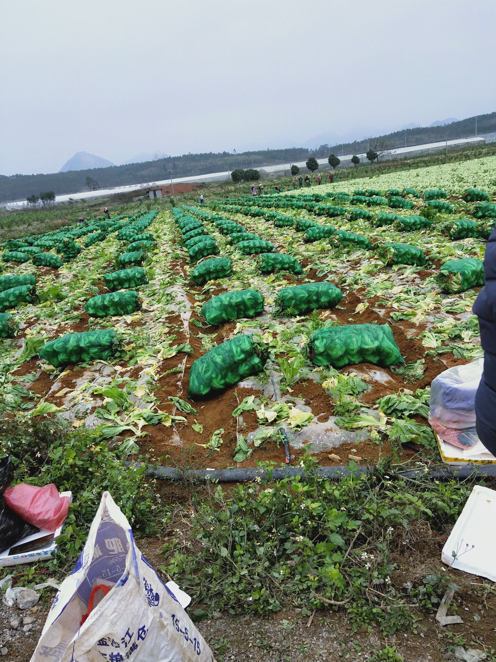 包芯芥菜 肉芥菜