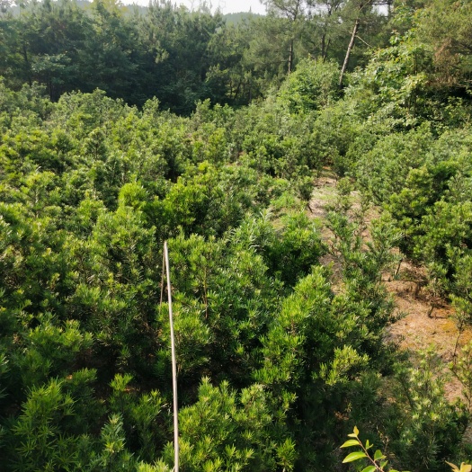 新昌县小叶罗汉松