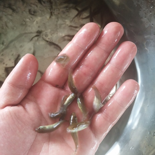 广州 丁桂鱼苗   优质货源   货源充足  诚信经营+鱼苗直批