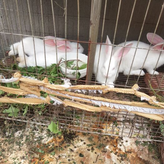 东海县肉兔 1斤以下