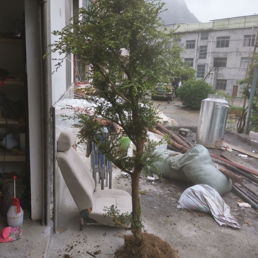恩施市瓜子黄杨熟桩