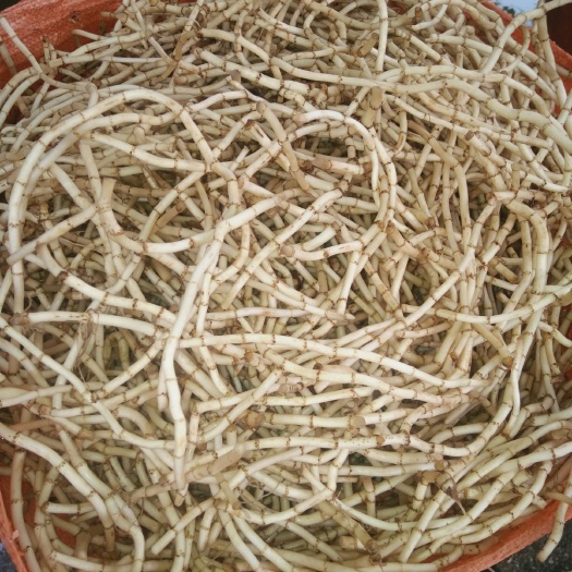 全州县 靓靓的鱼腥草，有需求的来电