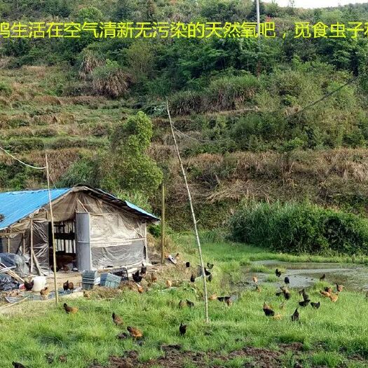 兴国县 泓华生态绿壳土鸡蛋  找回儿时的味道