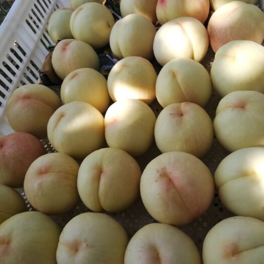 新沂市水蜜桃 探春