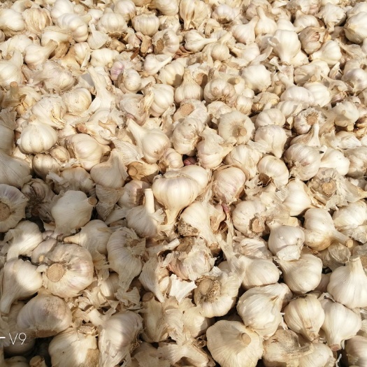 射阳县射阳大蒜 2022年射阳干蒜头即将大量上市，期待与您合作