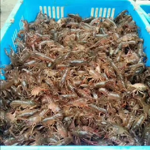 盱眙县青虾苗 全程技术指导，前期免费送药品水草围网。