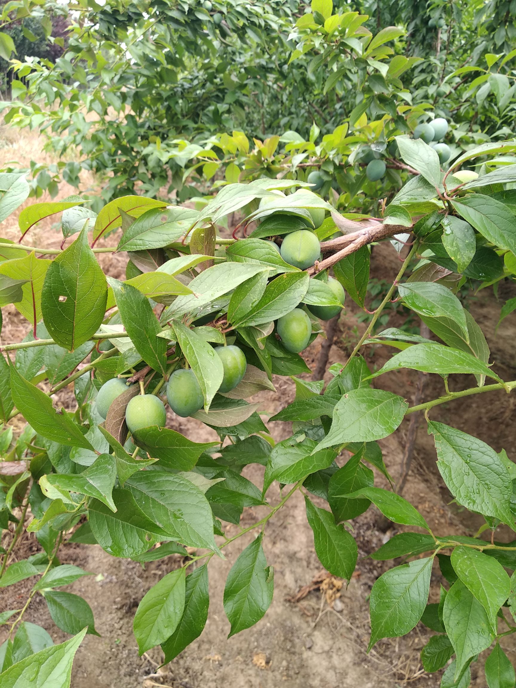 恐龍蛋李子苗 品種純度，現(xiàn)挖現(xiàn)賣(mài)根系好，無(wú)病蟲(chóng)害，一級(jí)苗
