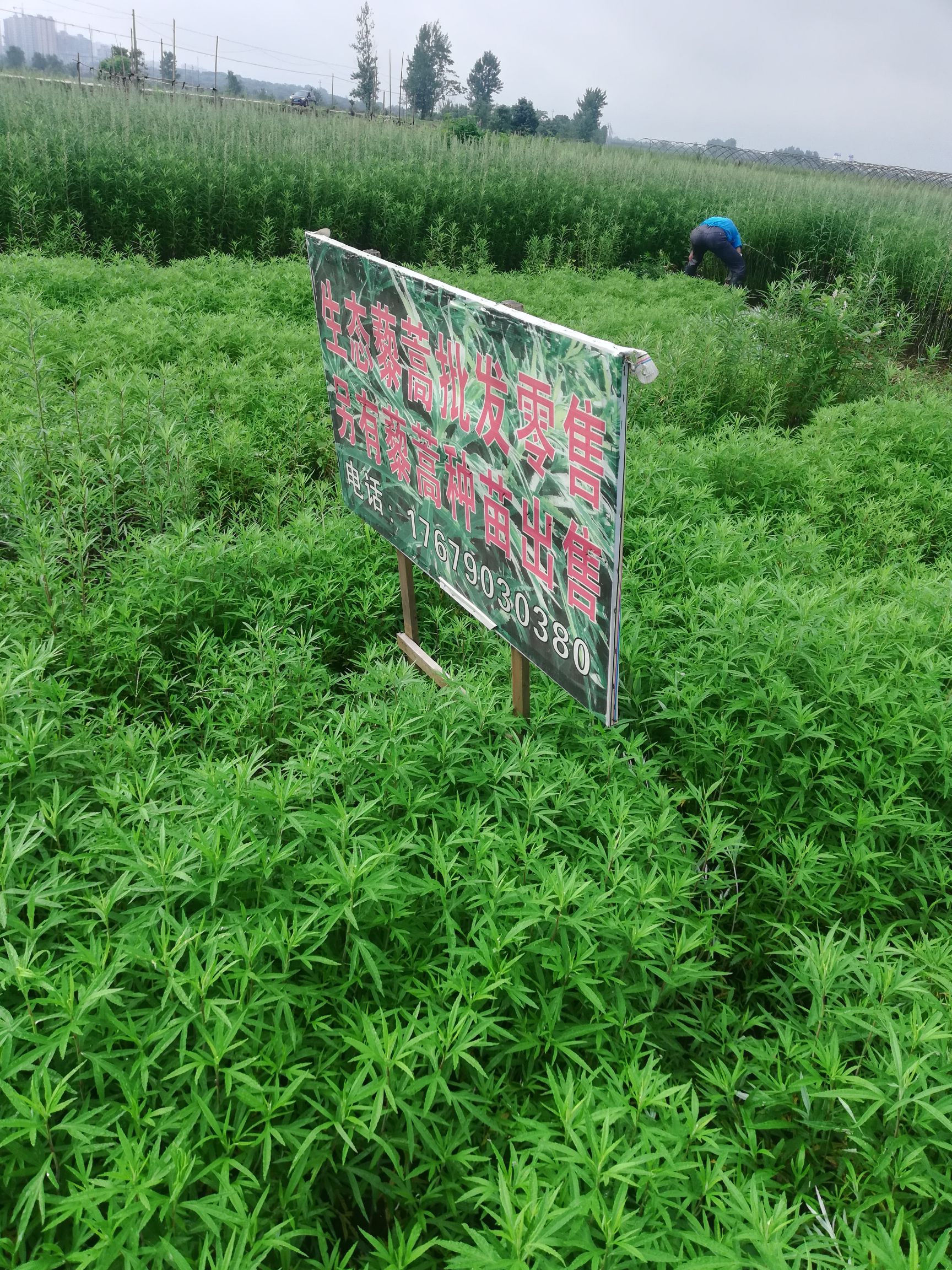 藜蒿种子 鄱阳藜蒿种苗