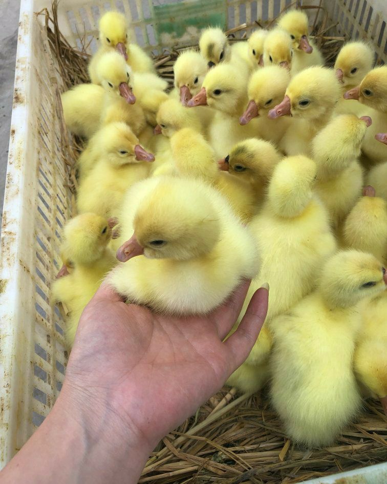  本公司常年提供优质鹅苗，免费提供技术，送货上门，上门回收