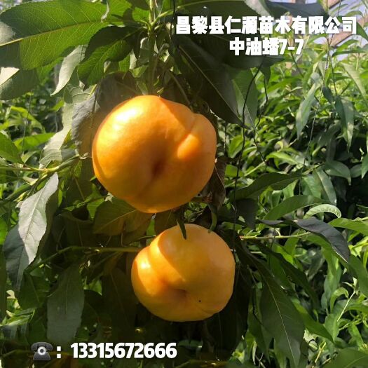 昌黎县中油蟠7号桃苗 1~1.5米