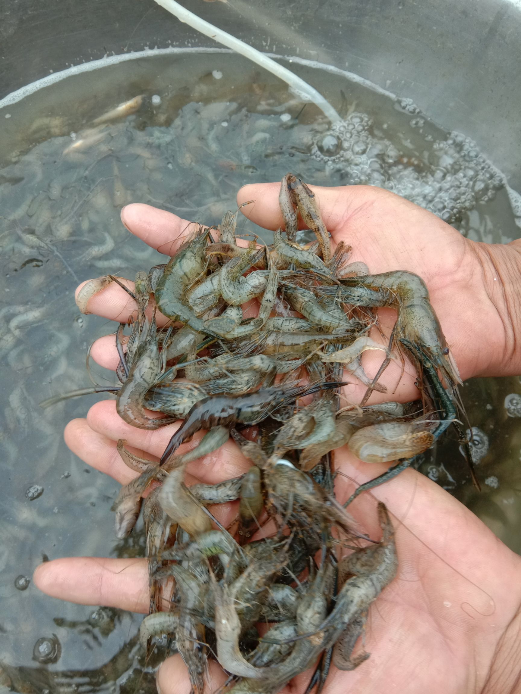 草虾 天然河虾,味道鲜美,皮薄肉嫩