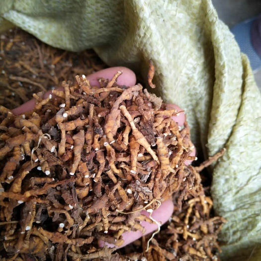 礼县九节菖蒲  甘肃货干度好无发霉