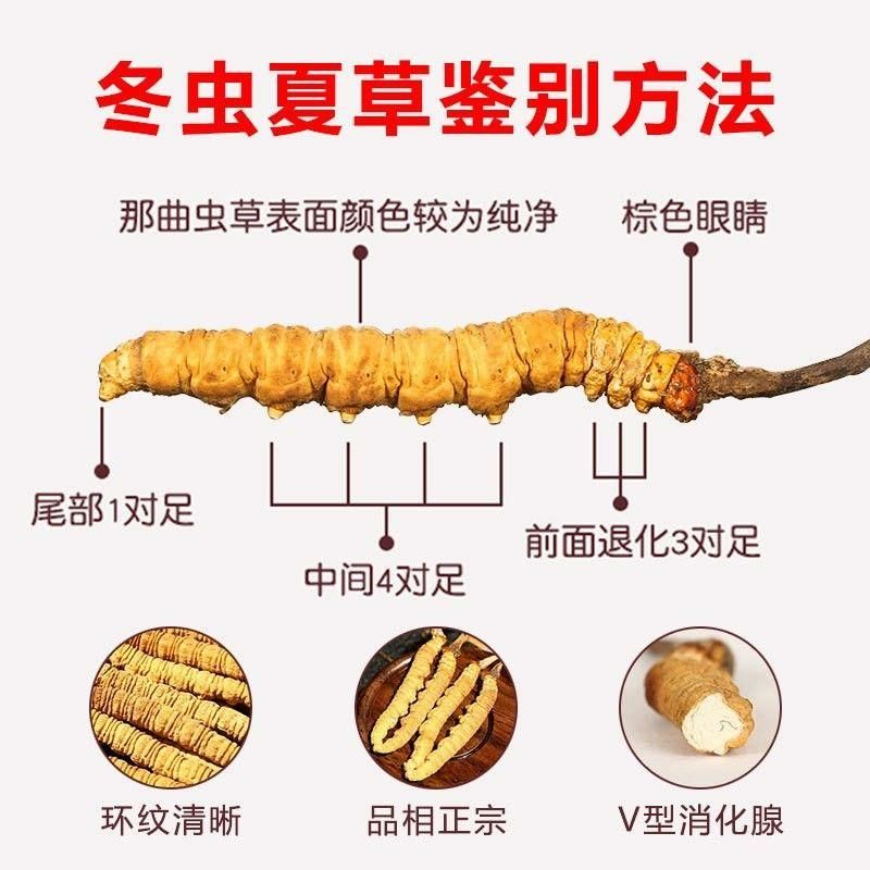 2024新冬虫夏草非种植正品青海玉树虫草规格可选10根起包邮