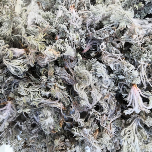 南召县茵陈  2023绵茵陈手选货
利湿、退黄、利胆