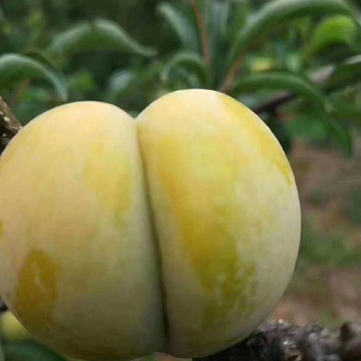 安顺 甜得像蜂蜜的“蜂糖李”。