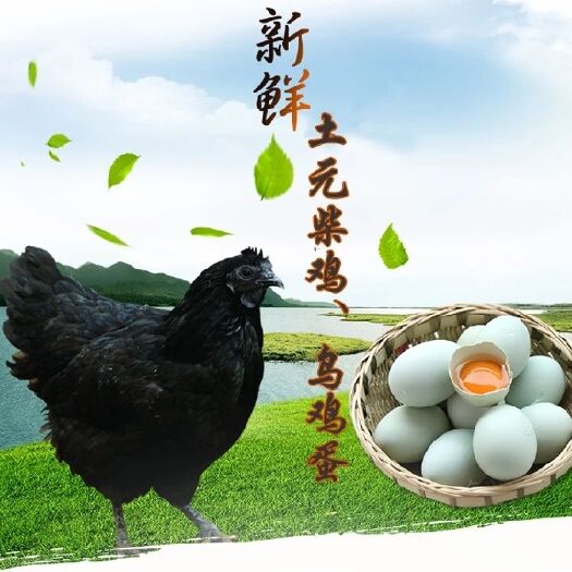 济南 土元柴鸡蛋 乌鸡蛋  低胆固醇  高蛋白  适合各类人群食