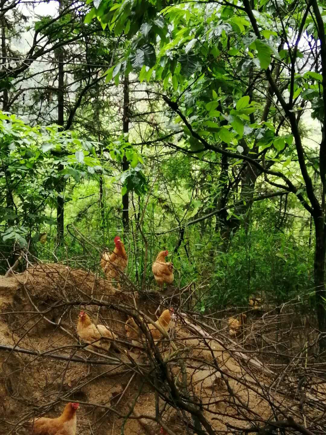  散养三黄鸡
