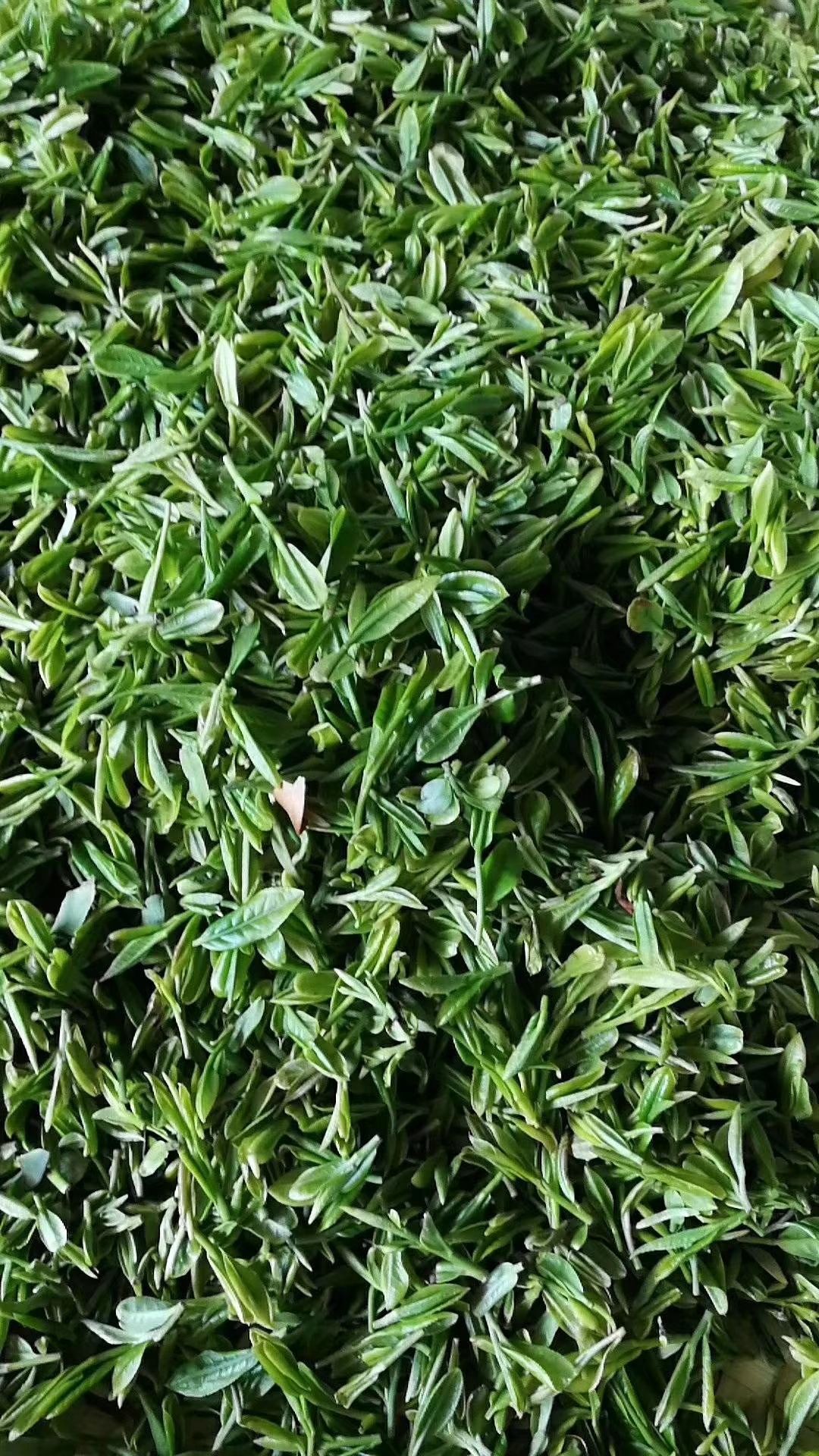 日照绿茶 一级 袋装