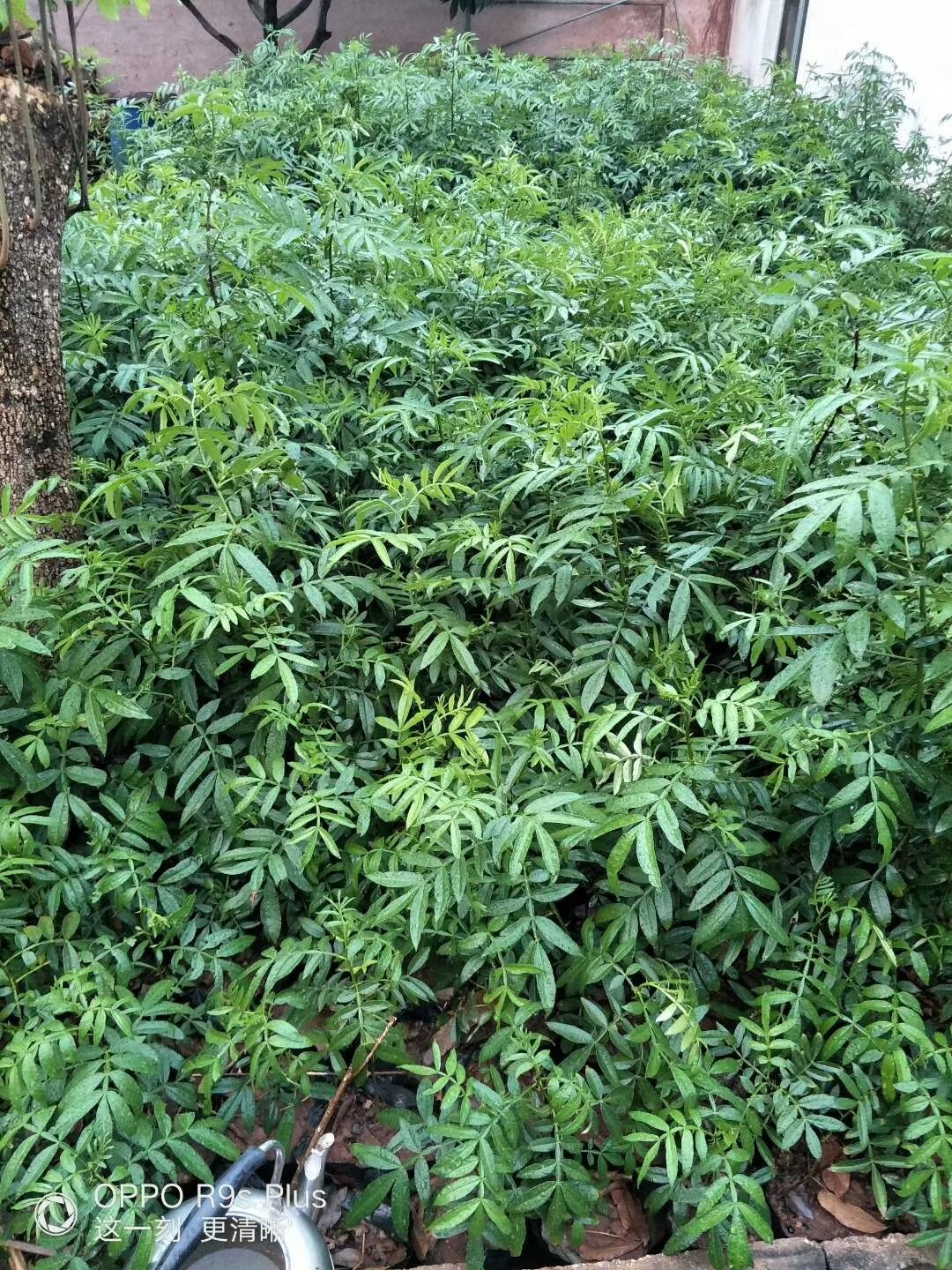 九葉青花椒苗  永青一號花椒杯苗，九葉青，貢椒袋苗都大量有貨供應(yīng)！