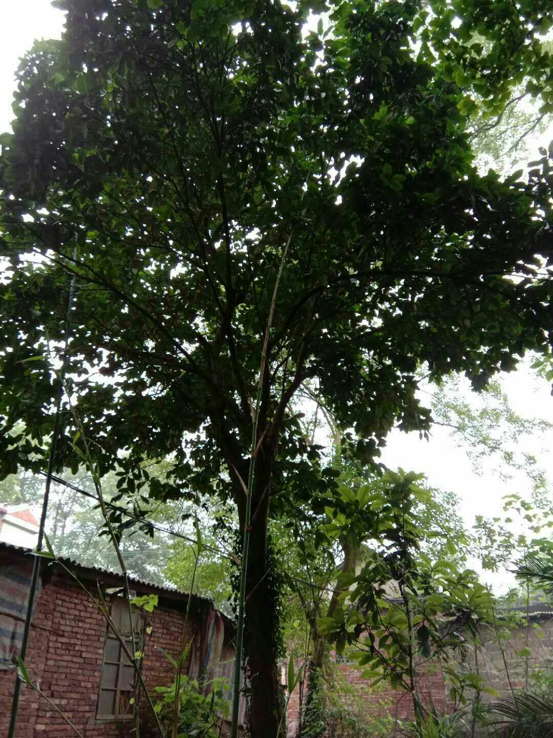 胡柚苗 柚子树实生树有货