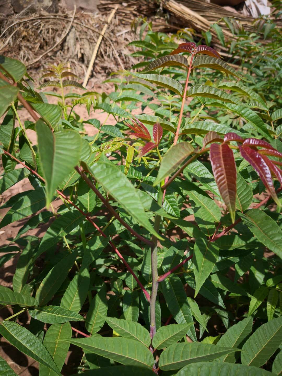 绿油香椿苗 香椿树苗，树苗量大优惠
