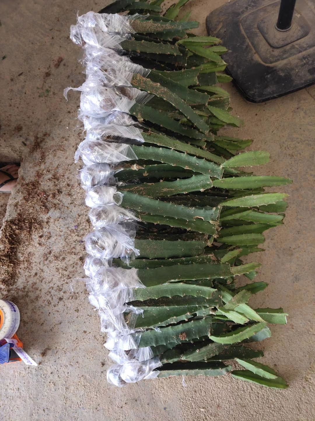 黄皮燕窝火龙果苗，也叫麒麟火龙果