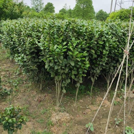 资兴市 茶花树