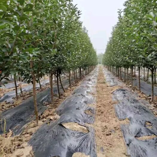 砀山县红富士苹果苗 苹果树。