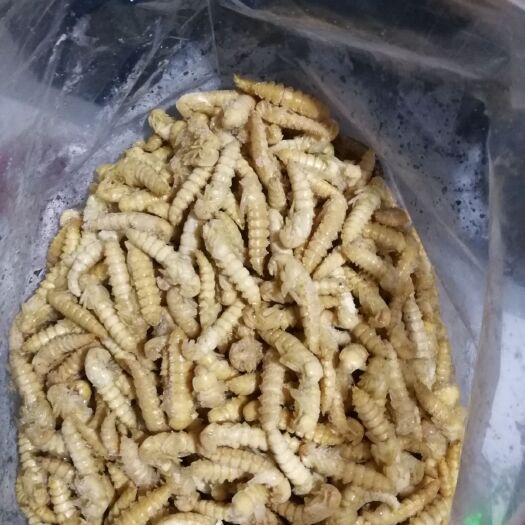 广州大麦蛹 金粉虫蛹大麦虫蛹