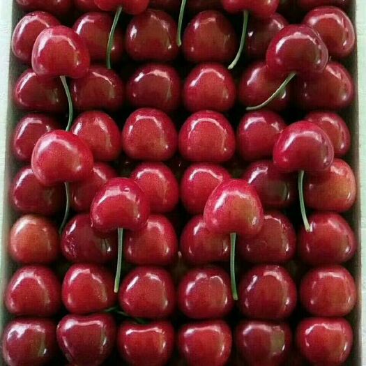 瓦房店市砂蜜豆 20-22mm 8-12g