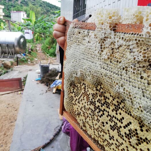 东莞市 高州大山农家中蜂蜜