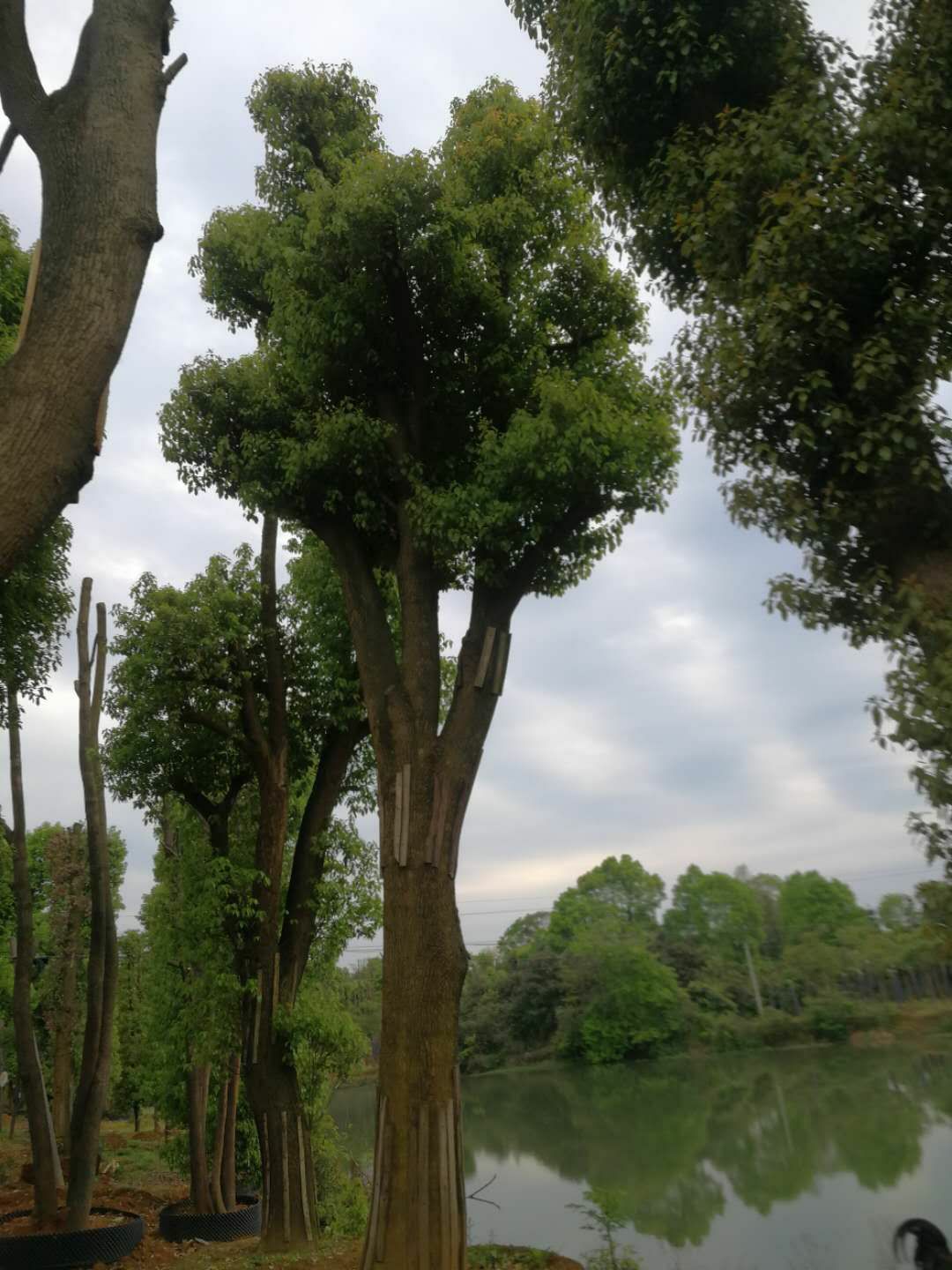 20--100公分移栽香樟大量出售，自己苗圃，一手货源。