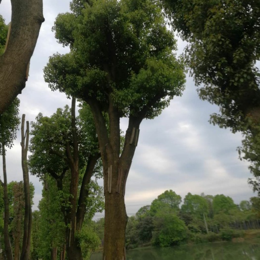 益阳20--100公分移栽香樟大量出售，自己苗圃，一手货源。