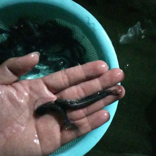 广州 南方大口鲶鱼苗   优质品种   货源充足   诚信经营