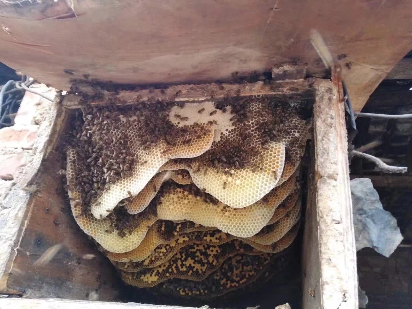 土蜂蜜 塑料瓶装 2年 98%