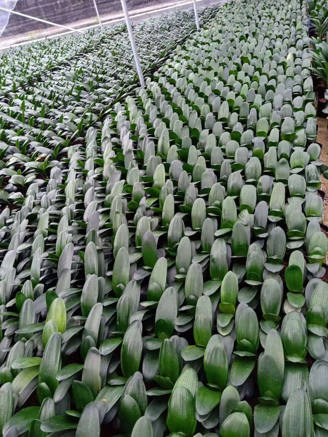 君子兰盆栽 产地批发1件起批君子兰