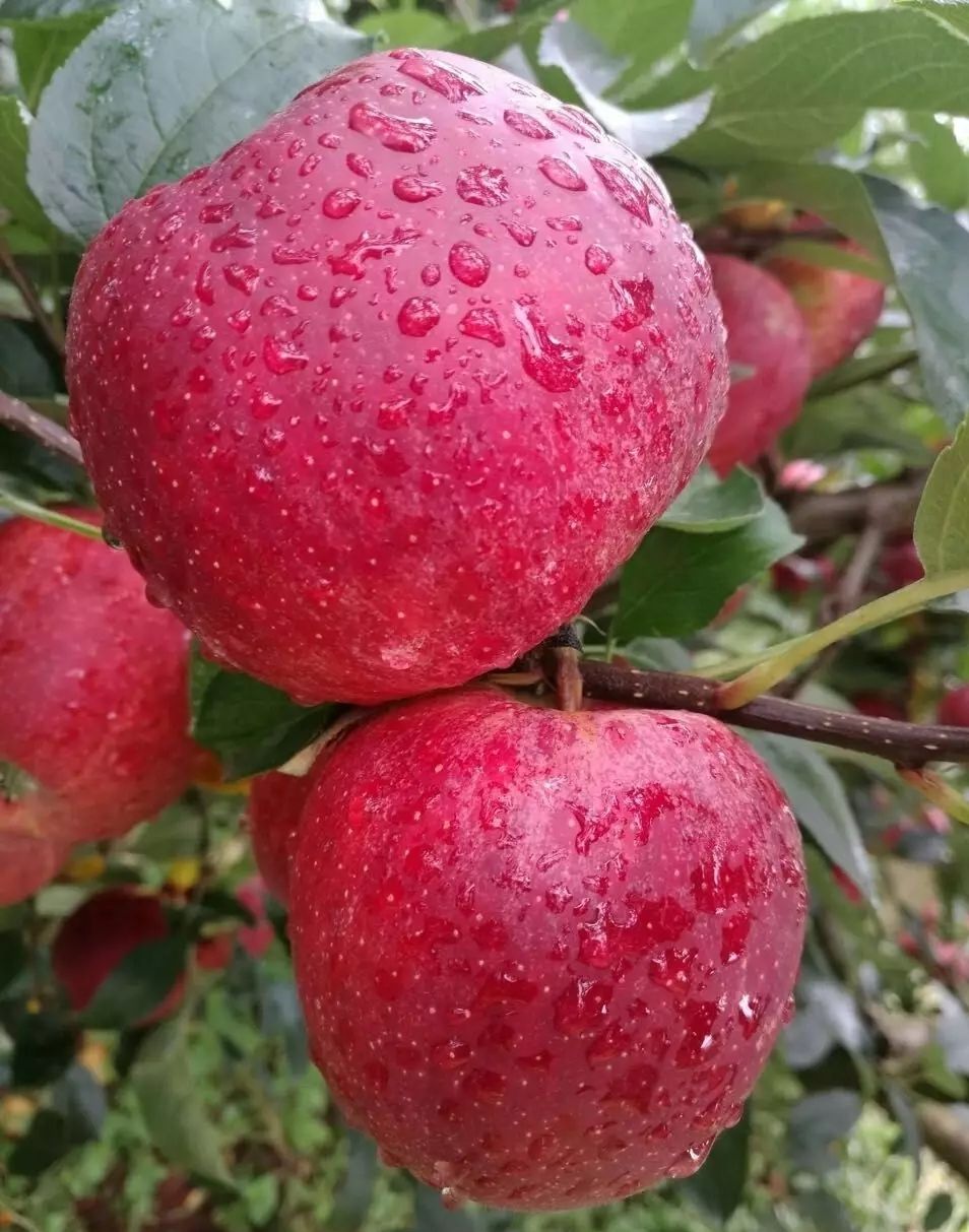 红富士苹果苗 烟富3 烟富8 华硕 红露 嘎啦这几个品种都有