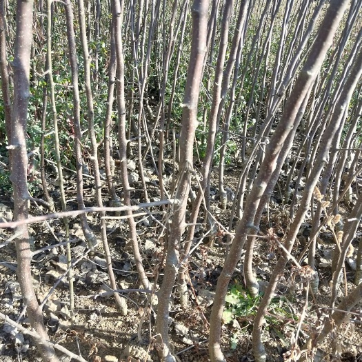 曲靖红富士苹果苗 烟富3 烟富8 华硕 红露 嘎啦这几个品种都有