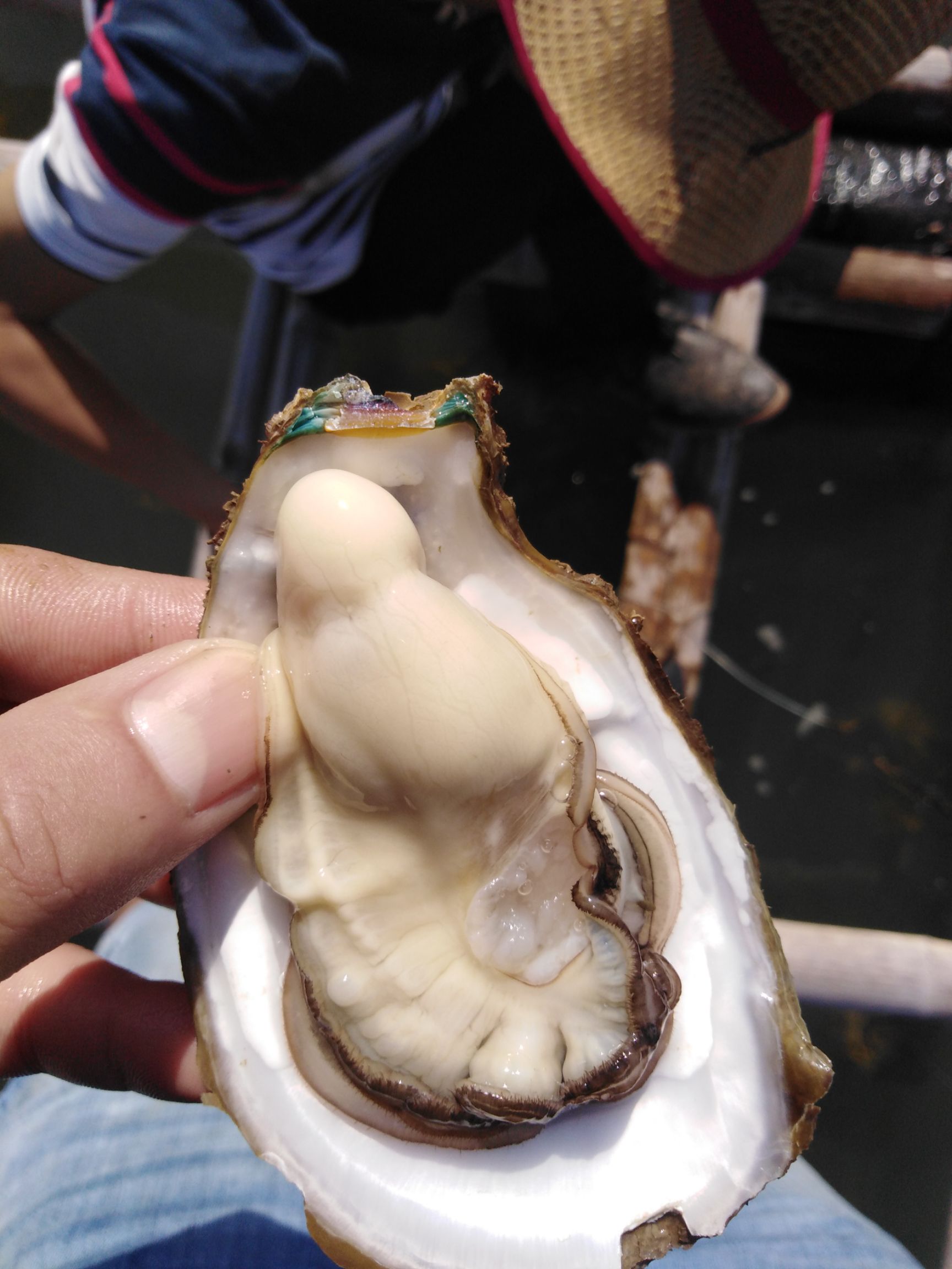 北部湾生蚝 人工养殖 2-3两/只